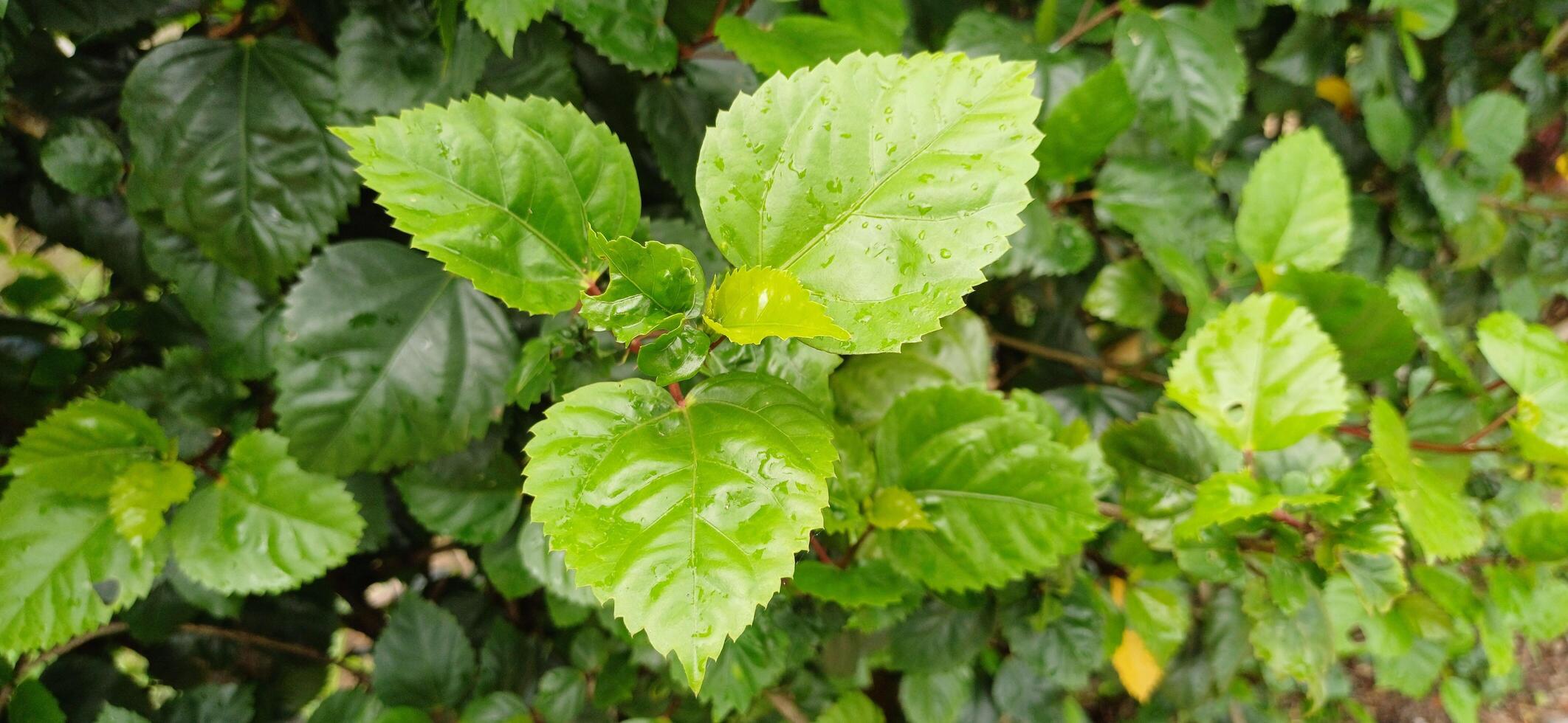 Lush Green Hibiscus Leaves Dew Drops Nature Plant Botany Background photo