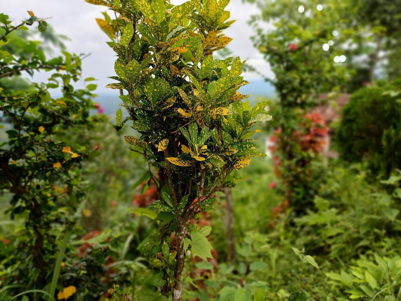 Lush Green Garden with Yellow Spotted Leaves Botanical Beauty Nature Plants Flora photo