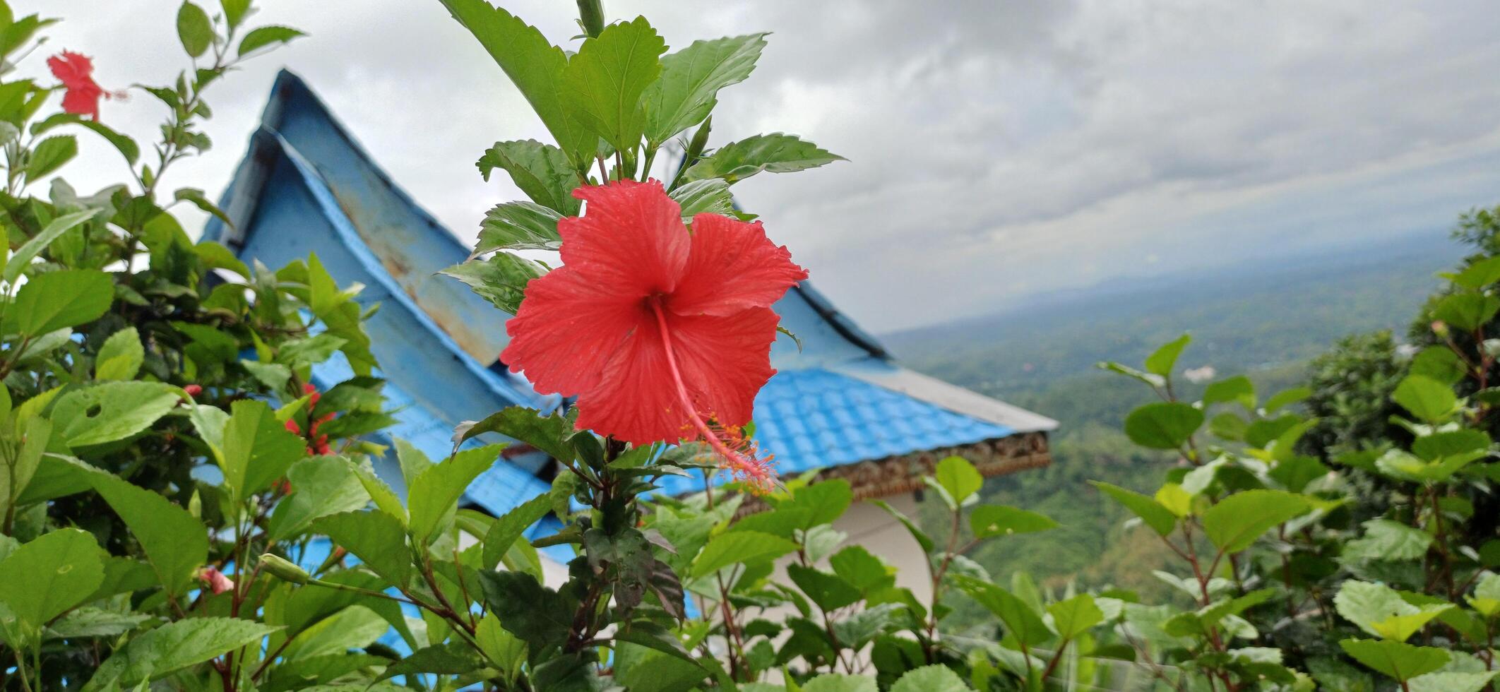 Vibrant Red Hibiscus Flower Blooms Against a Scenic Hilltop View photo