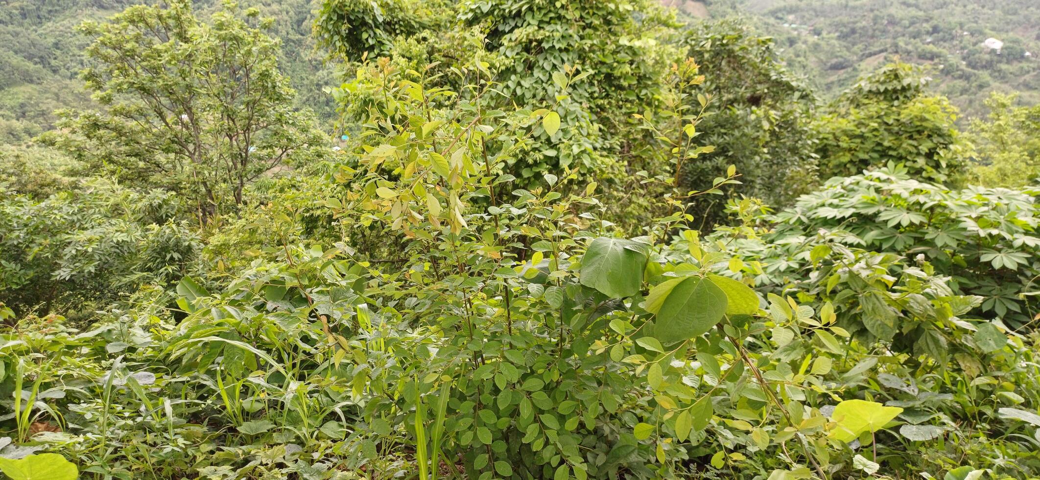 Lush Green Tropical Foliage Abundant Vegetation Rainforest Plants Nature Scene photo