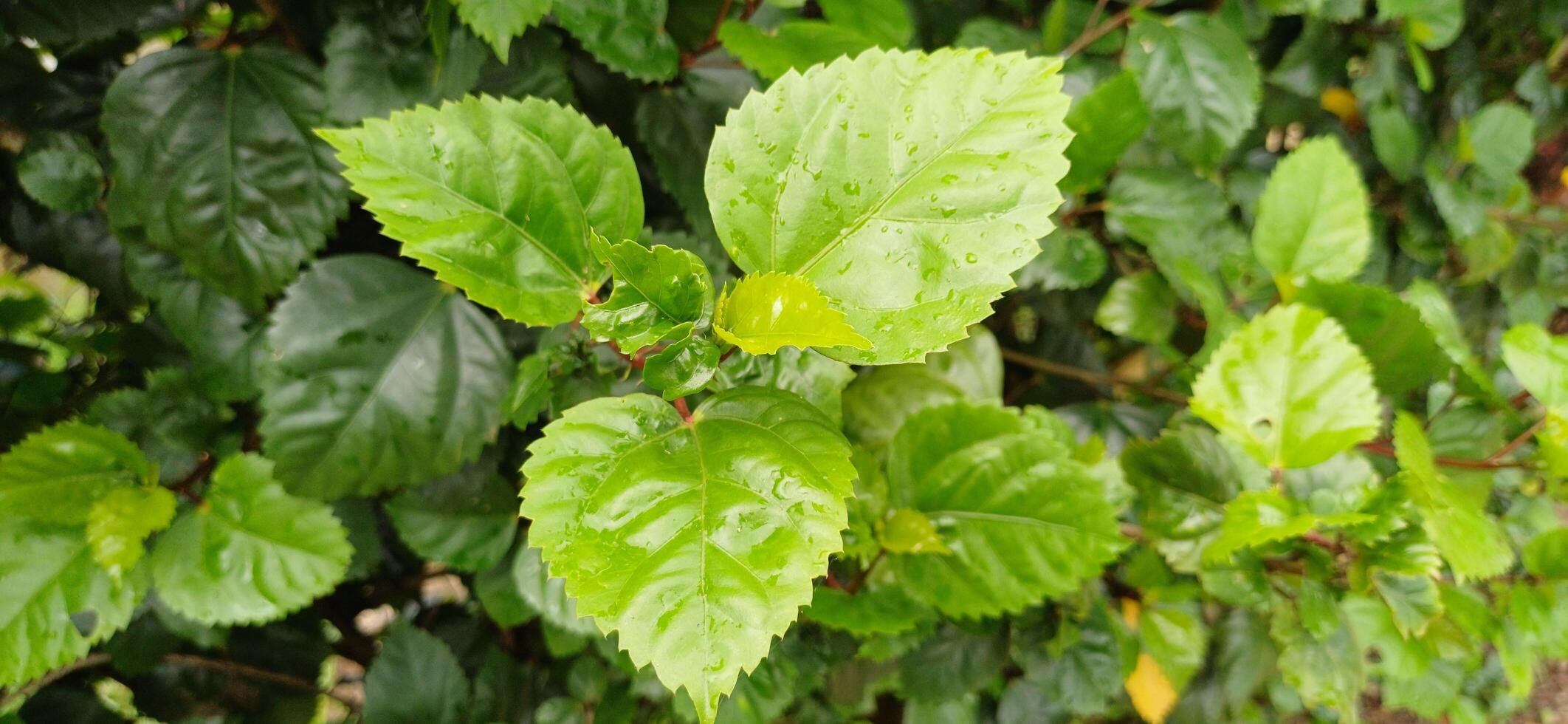 Lush Green Hibiscus Leaves after a Gentle Rain Shower a vibrant close-up view of tropical foliage photo