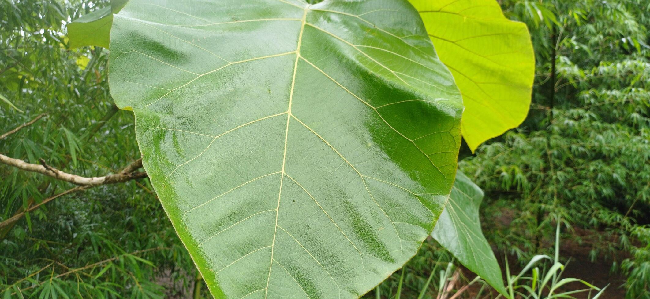 Lush Green Teak Leaf Closeup in a Vibrant Tropical Forest Setting photo