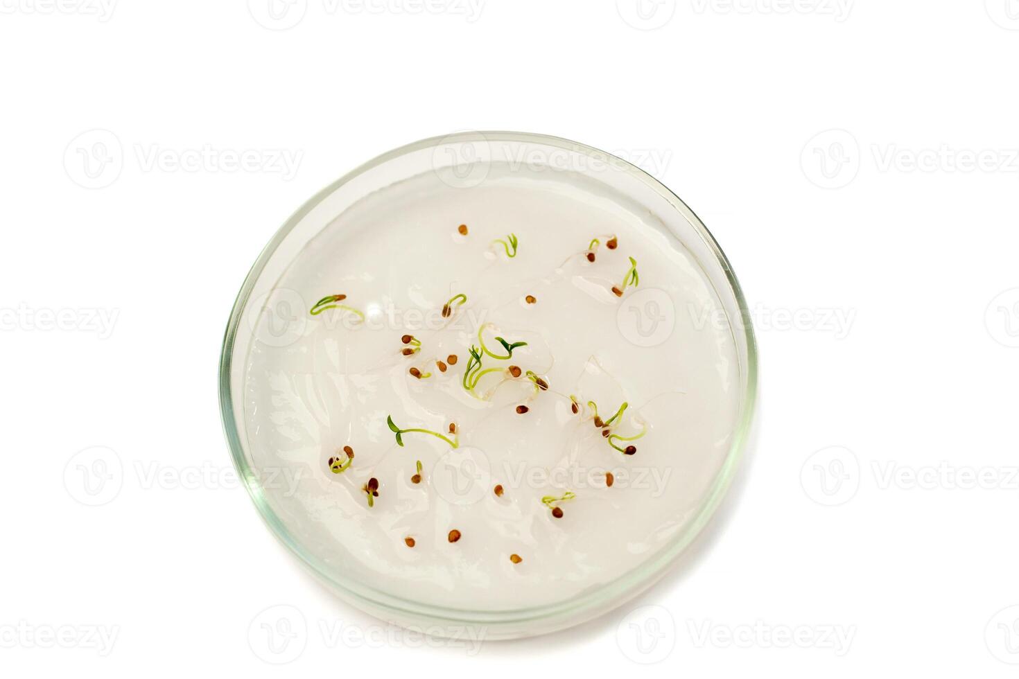 Tomato sprouts in a petri dish on a white background. growing tomatoes in a biological laboratory. Tomato seeds germinate in a moist environment for growing in agriculture photo