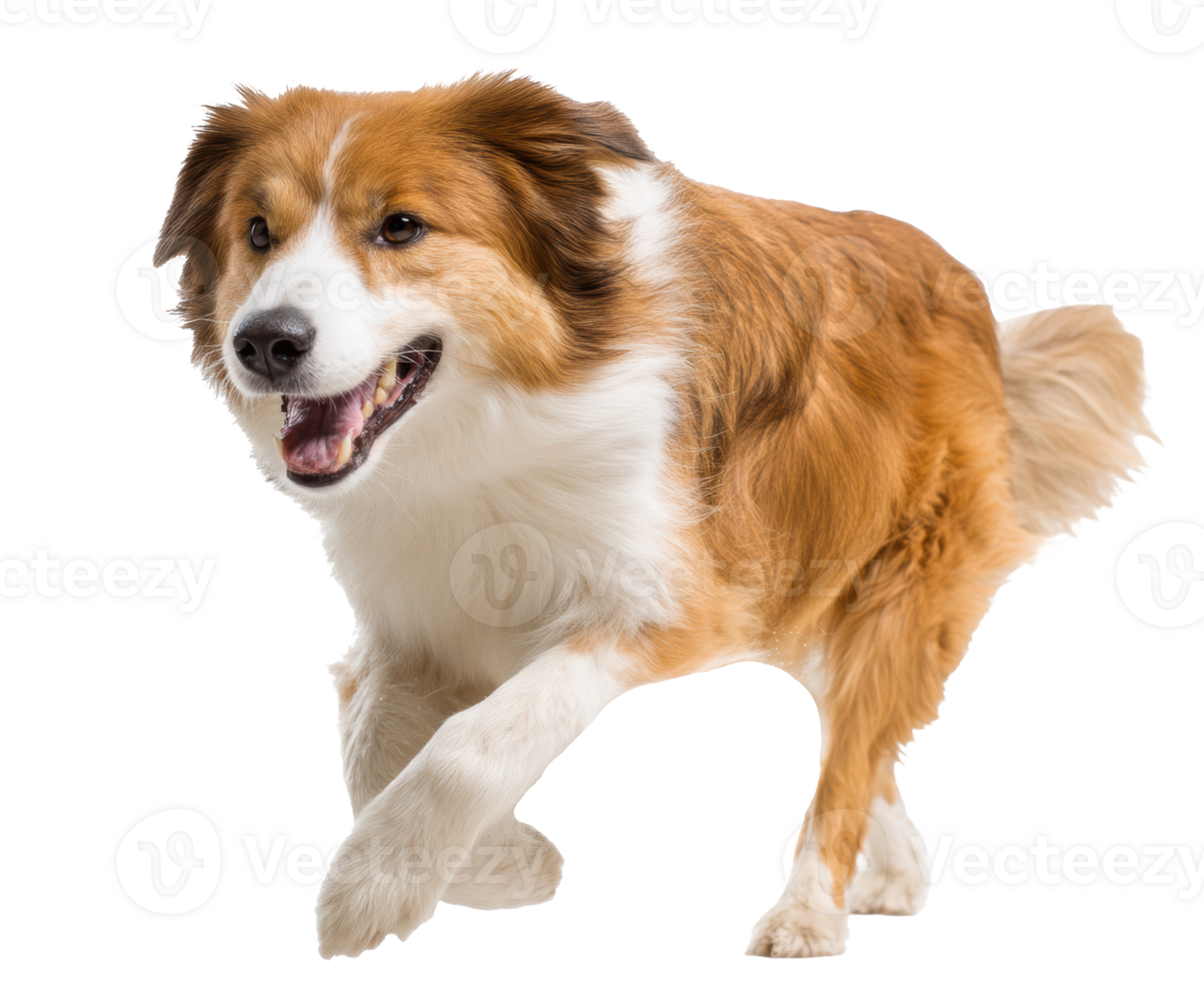 Energetic dog playing and running joyfully in a lively environment png