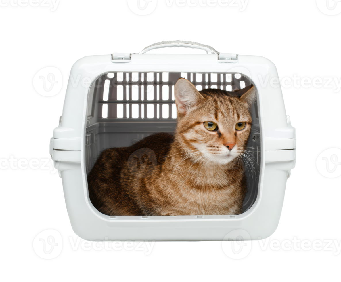Cat resting comfortably in carrier during travel preparation png