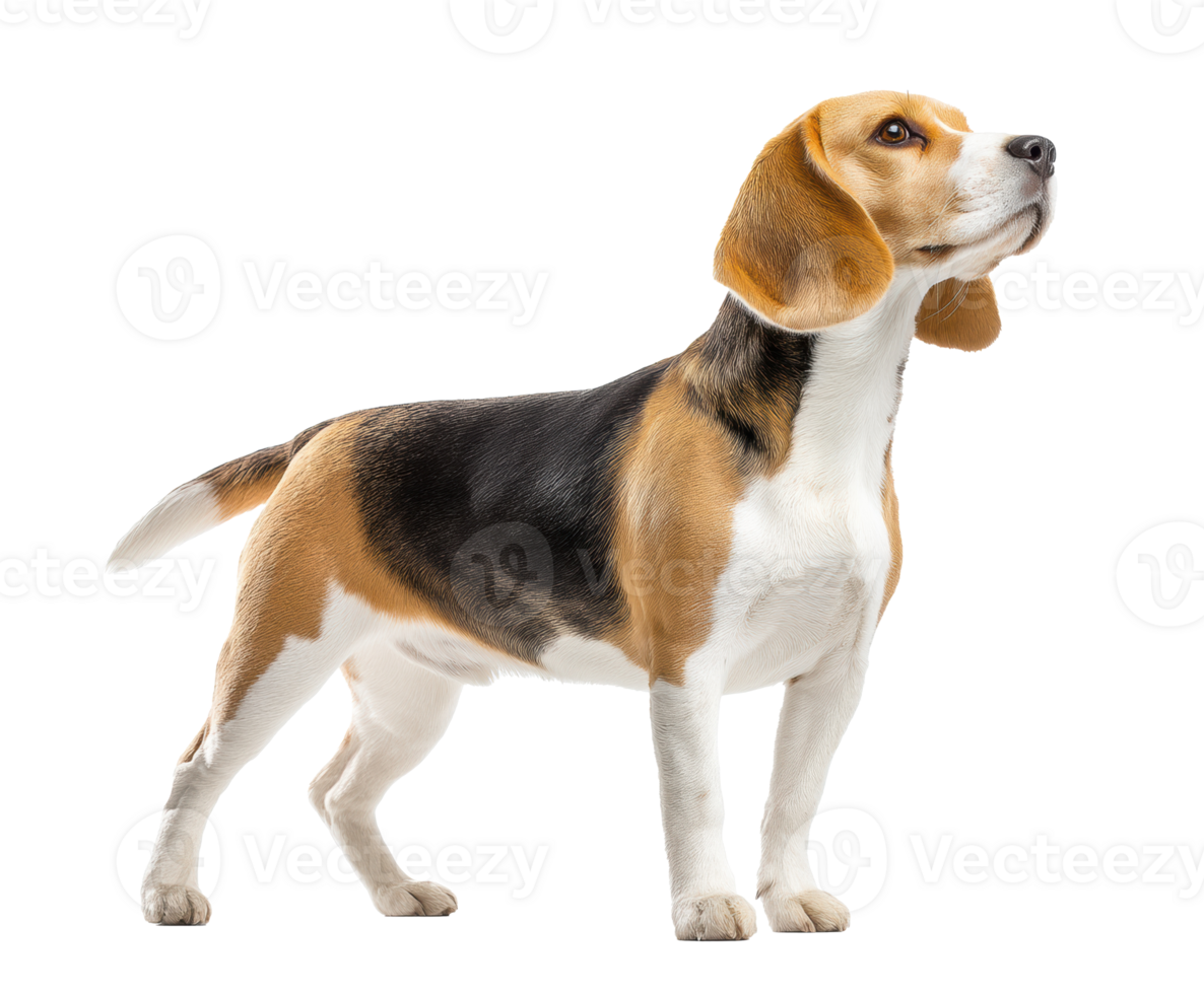 Beagle standing tall, playfully observing its surroundings png