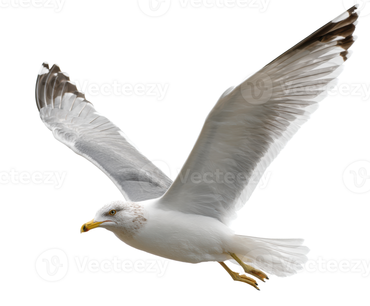 Seagull soaring through clear sky with spread wings during daylight png
