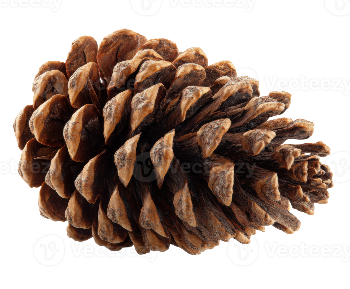 Natural pine cone detail for creative design or educational use png