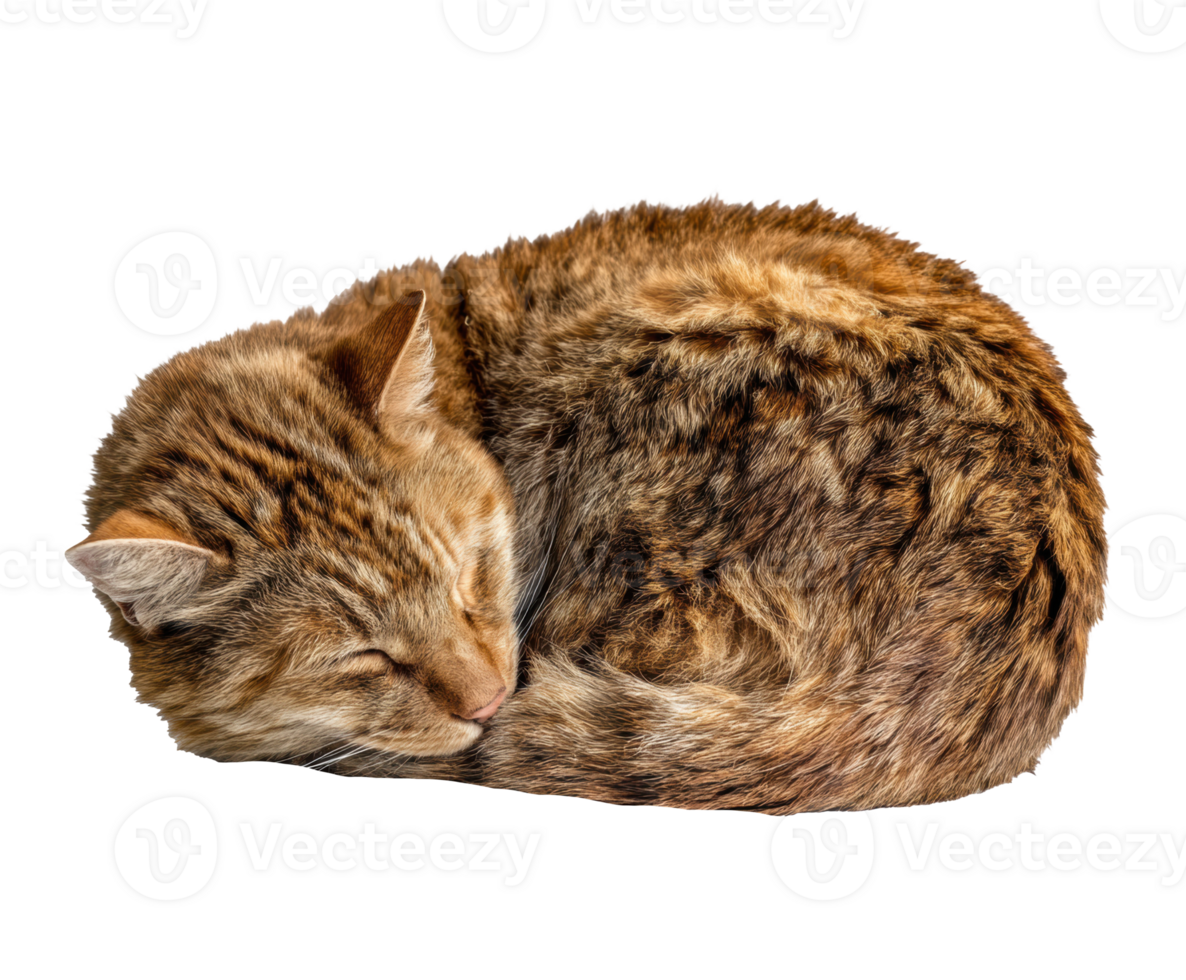 Cozy cat curled in a soft ball sleeping peacefully png