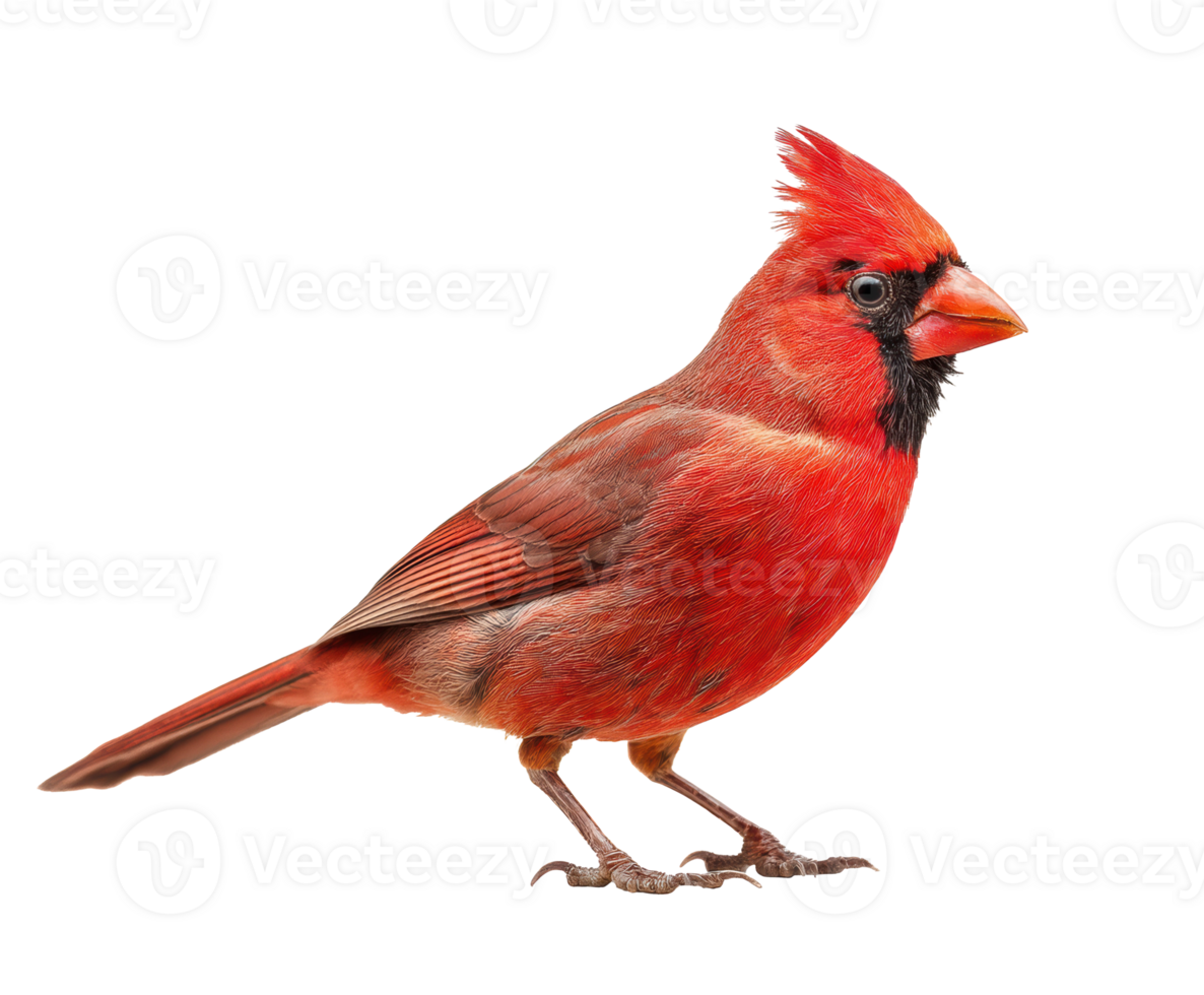 Vibrant red cardinal perched elegantly in natural setting png