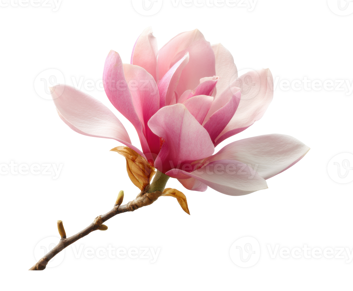 Elegant magnolia bloom showcasing soft pink petals for decor png