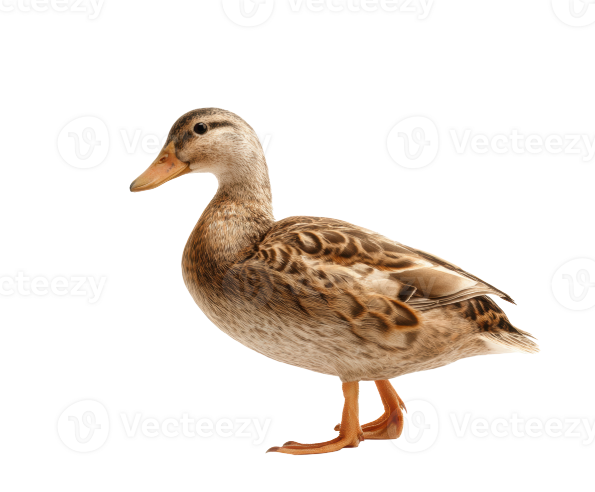 Domestic duck standing gracefully on a light background png