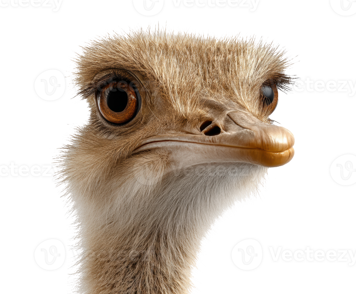 Ostrich head close up in natural habitat showcasing unique features png