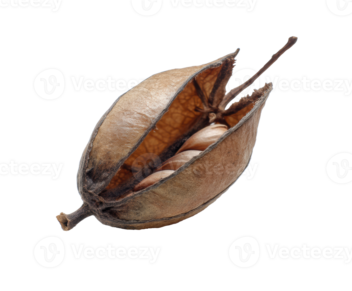 Unique dried seed pod with visible seeds in natural setting png