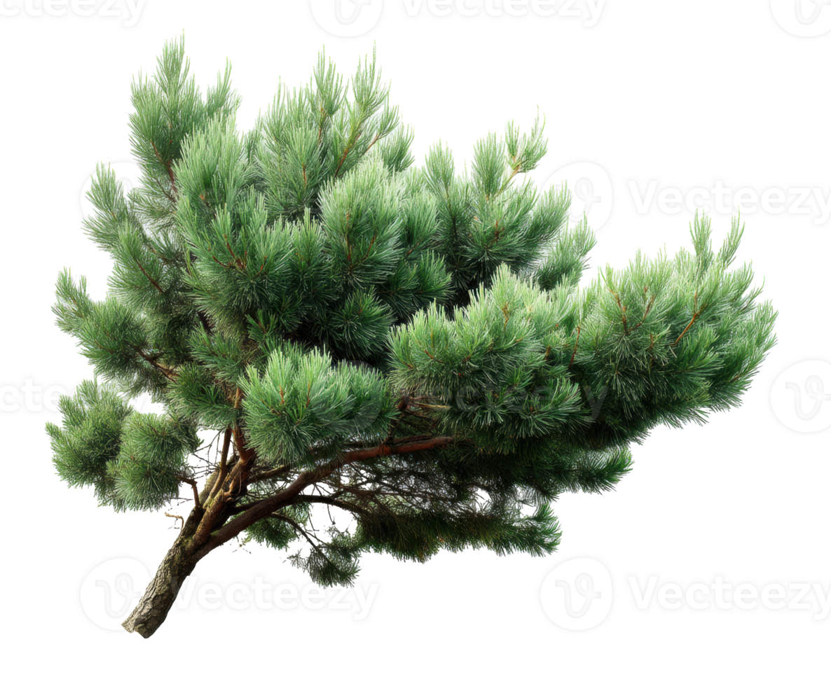 Lush pine branch with vibrant green needles for decor png