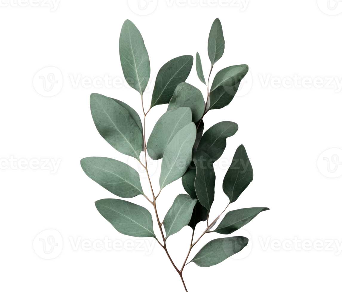 Elegant eucalyptus leaves for nature-inspired design projects png