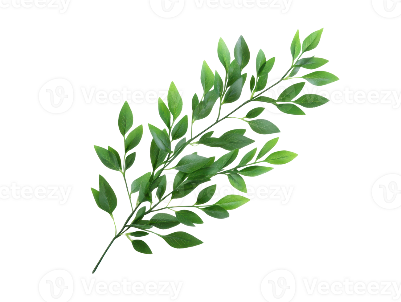 Green leaf branch for decor and design projects in natural style png