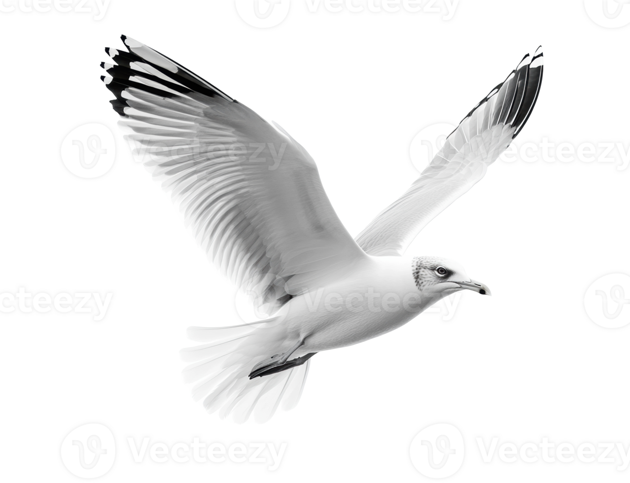 Seagull in flight over the ocean at sunset with beautiful wings spread png