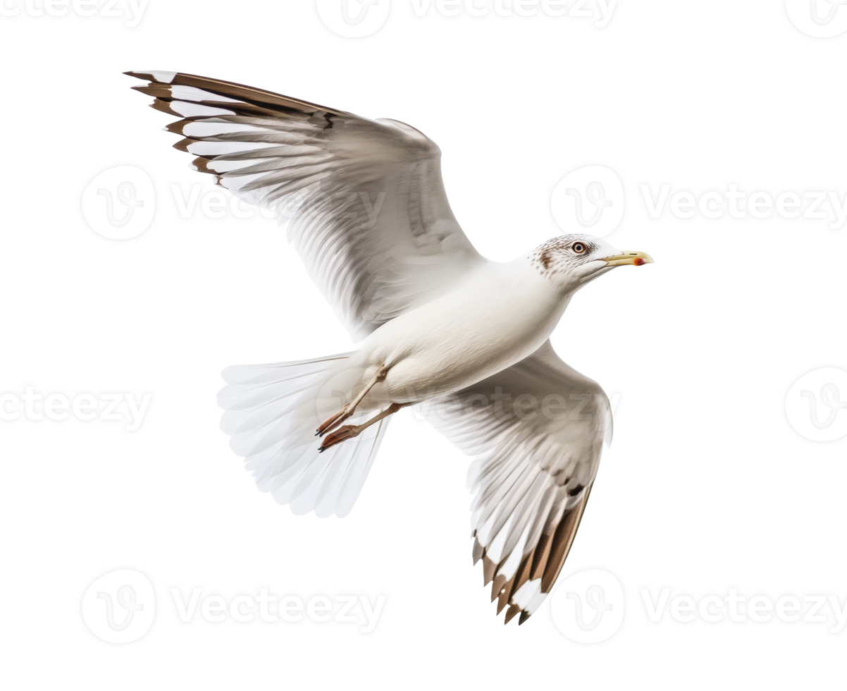 Seagull in flight displaying elegant wing structure outdoors png
