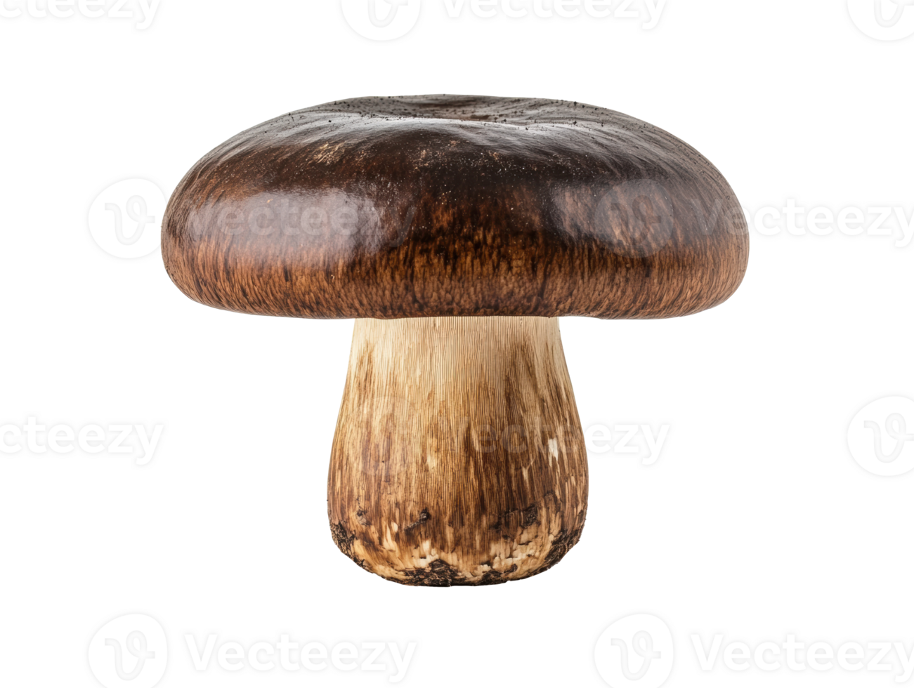 Brown mushroom with a smooth cap for culinary use png