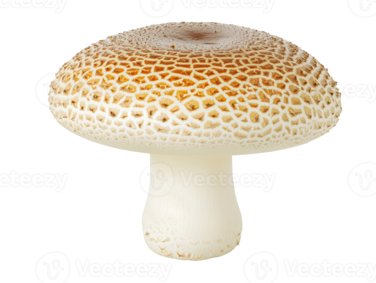 Mushroom with textured cap and stalk for culinary use png