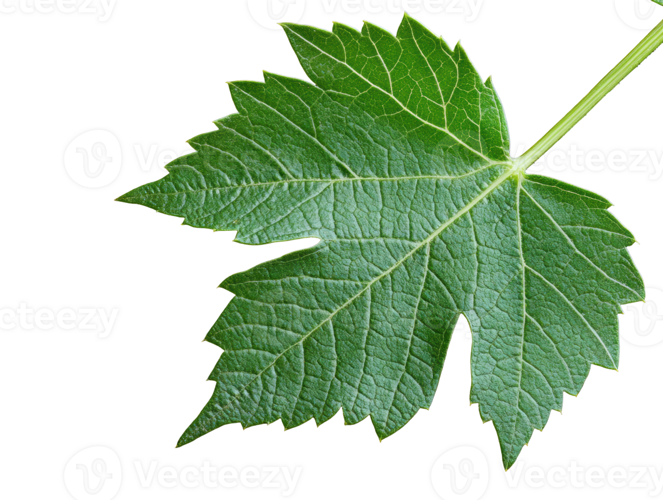 Detailed green leaf macro shot for nature and botanical designs png