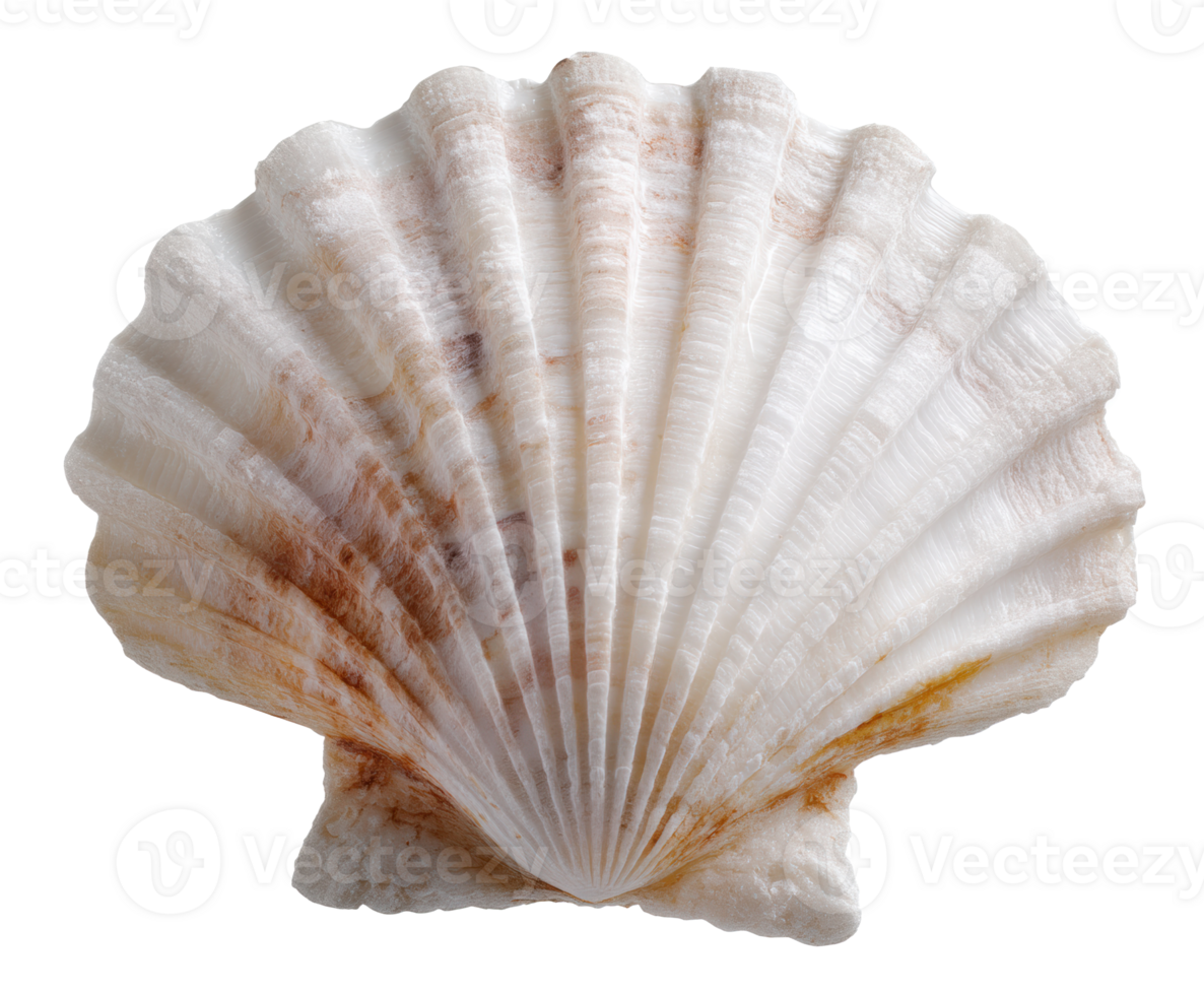 Natural shell with ridges for marine decor or craft projects png