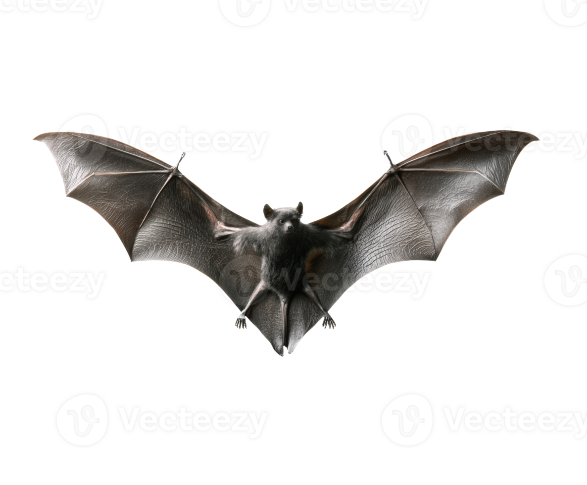 Detailed view of a bat in flight showcasing its wings png