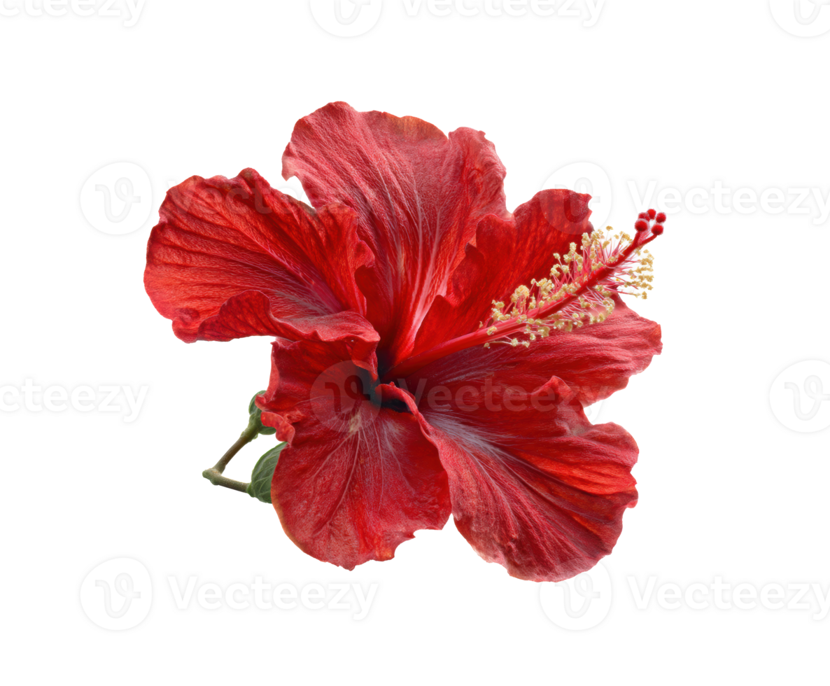 Bright red hibiscus for tropical decor and arrangements png