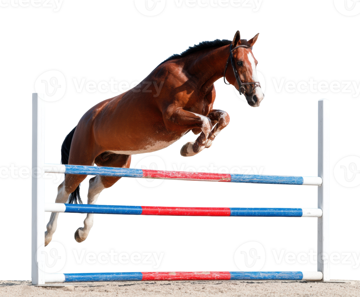 Horse jumping over a colorful obstacle in equestrian competition png