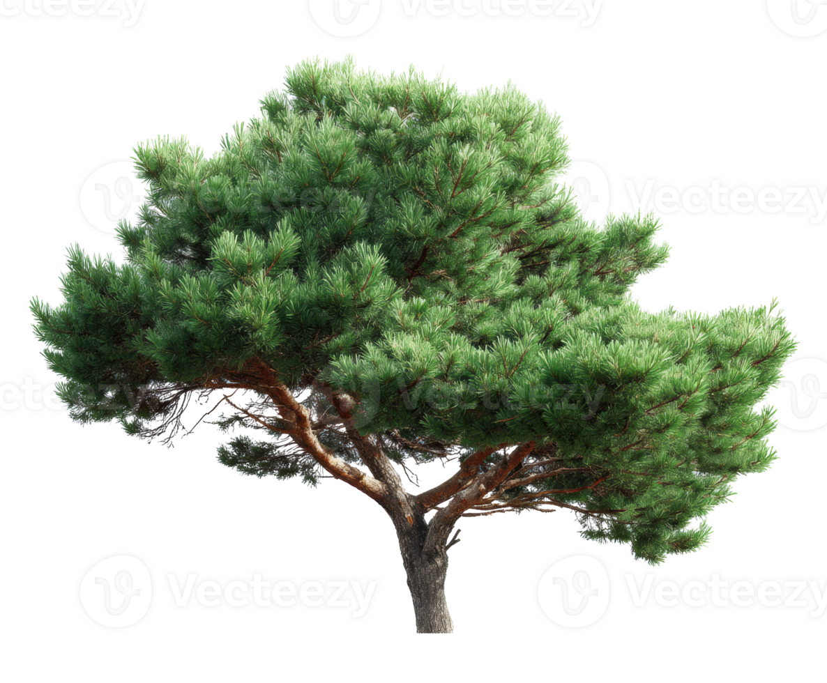 Pine tree with lush green foliage for outdoor design projects png