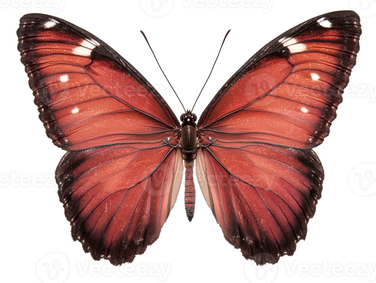 Colorful butterfly resting with wings spread wide png