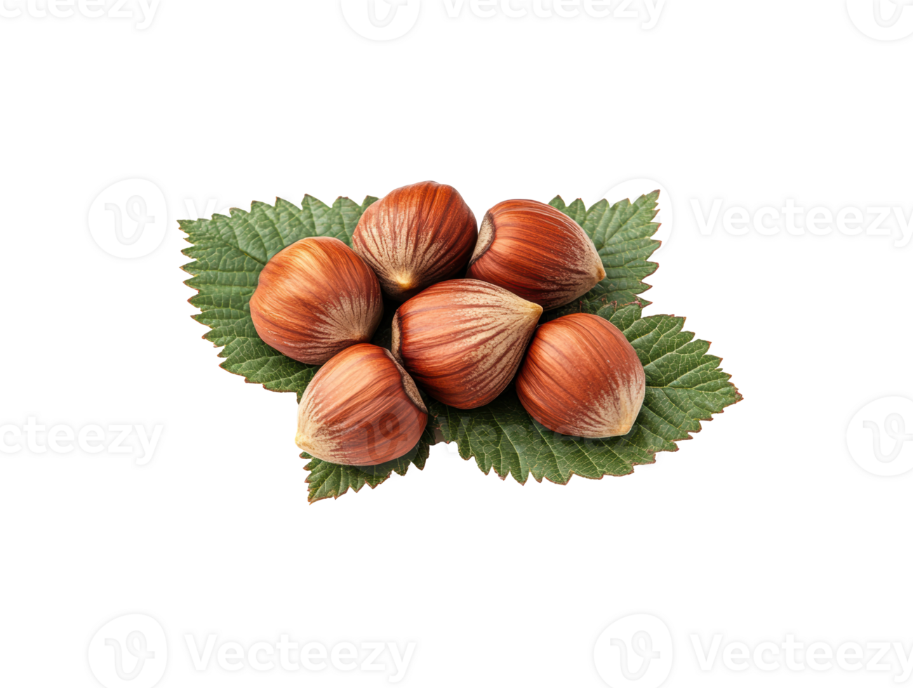 Fresh hazelnuts on green leaves for healthy snack ideas png