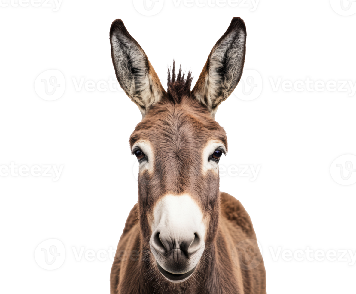 Donkey portrait in natural habitat showcasing friendly demeanor png