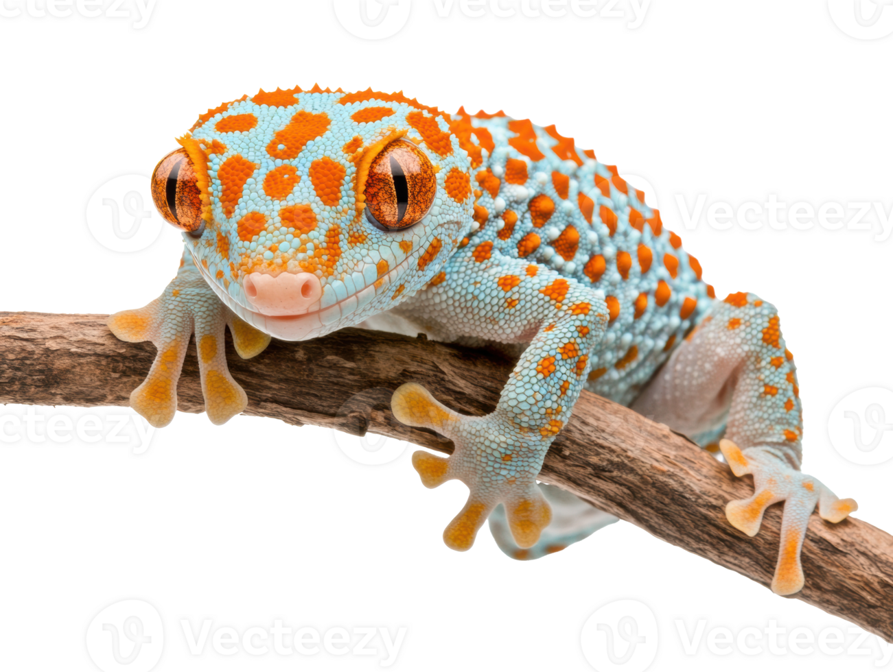 Colorful gecko perched on a branch in natural habitat setting png
