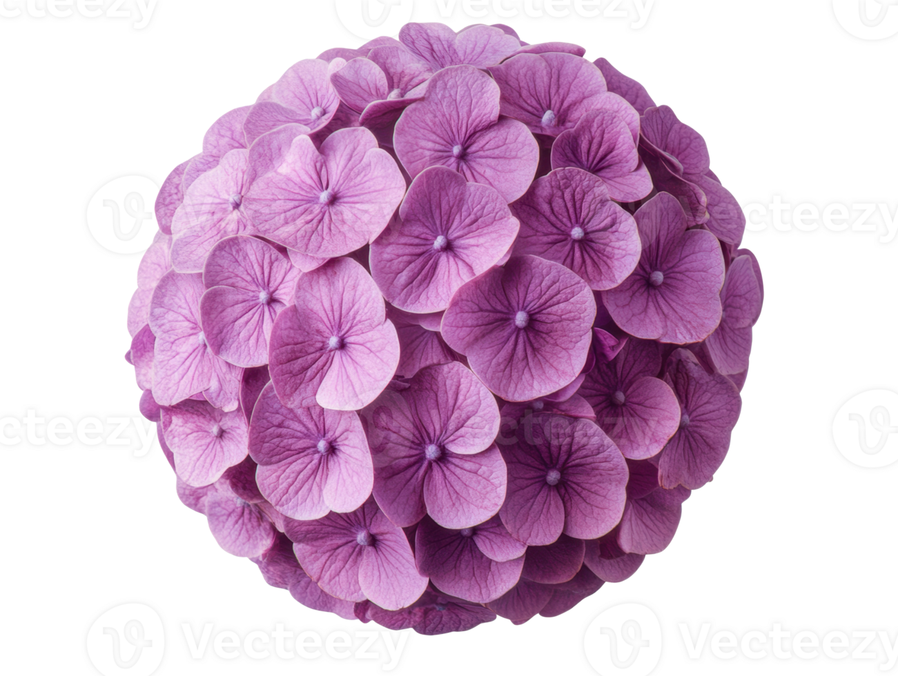 Hydrangea blooms arranged in a spherical bouquet for decoration png