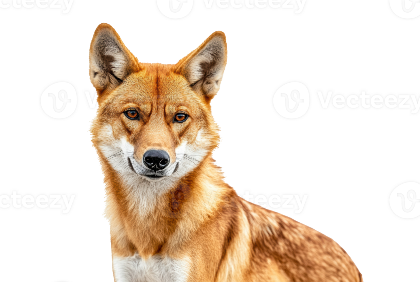 Wild dog with striking orange fur and intelligent gaze png
