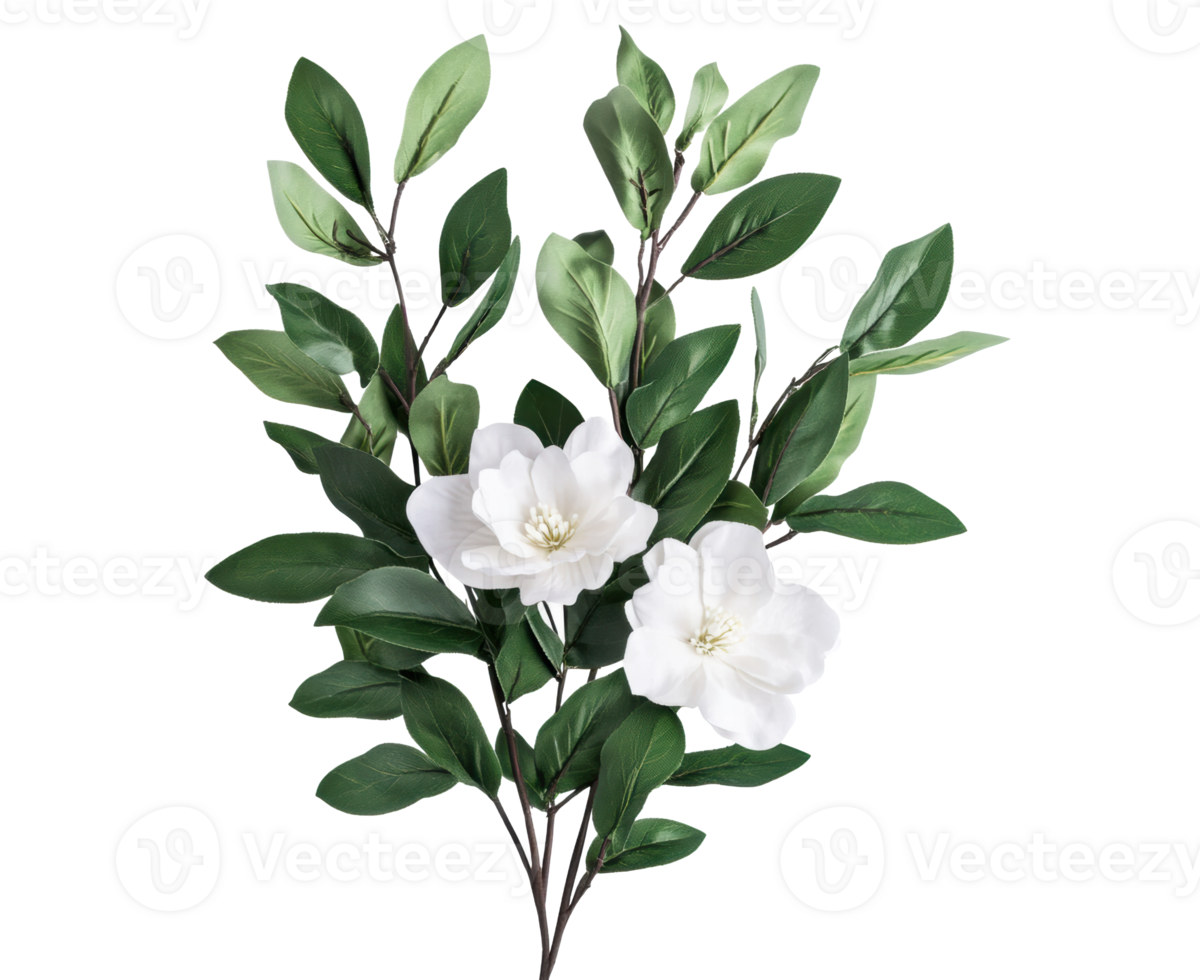 Elegant white flowers and green leaves in a simple arrangement png