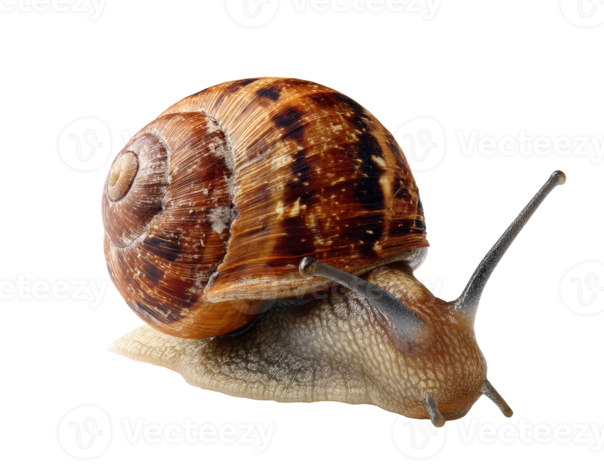 Garden snail crawling across a natural surface in a close up view png