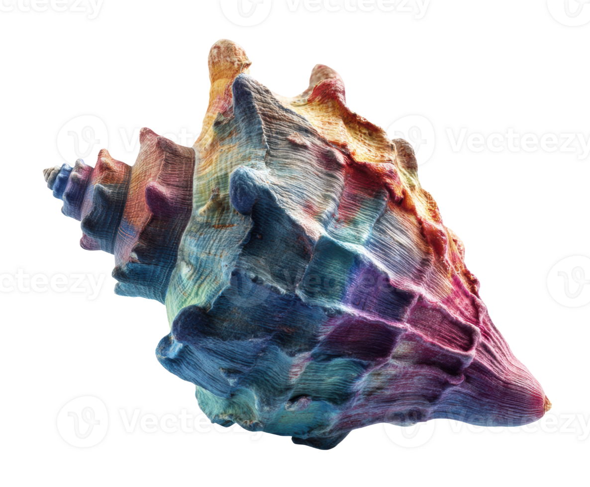 Colorful seashell on a bright background for decorative use png