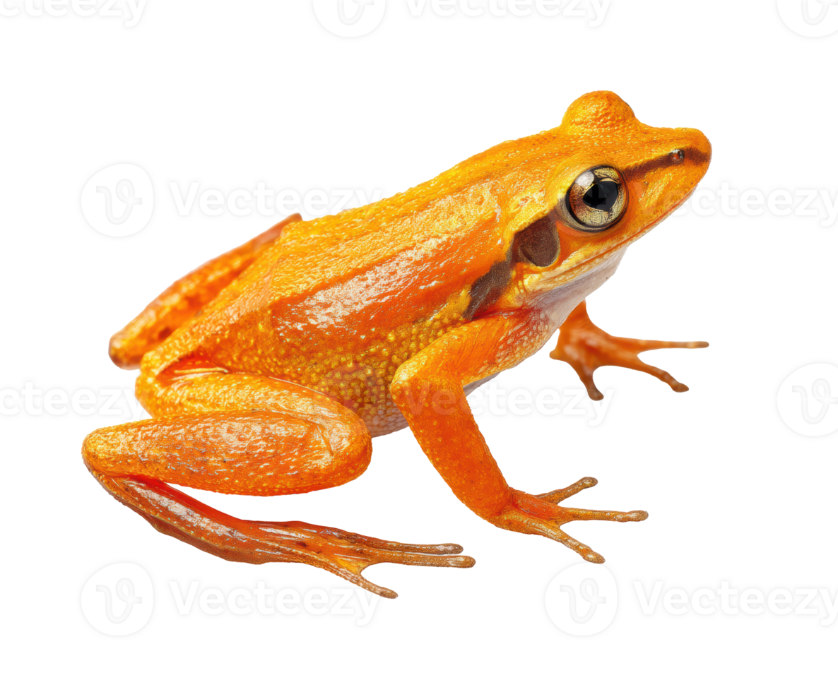 Bright orange frog on a light surface for nature appreciation png