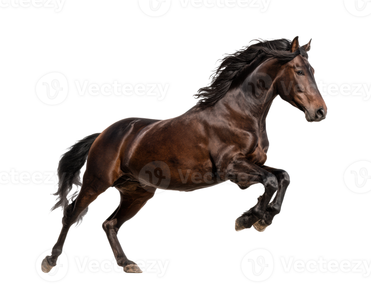 Powerful black horse leaping in the air during exercise session png