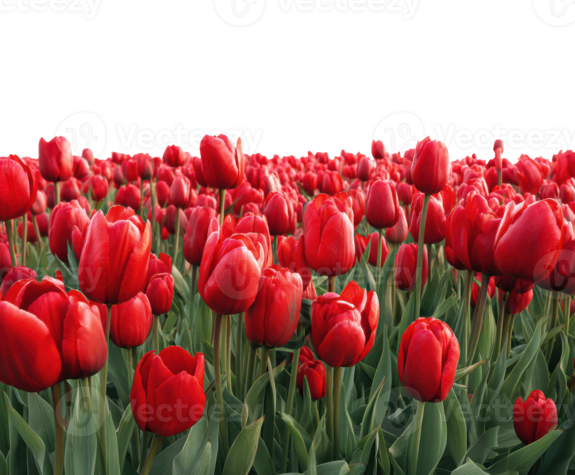 Vibrant red tulip field in full bloom during spring season png