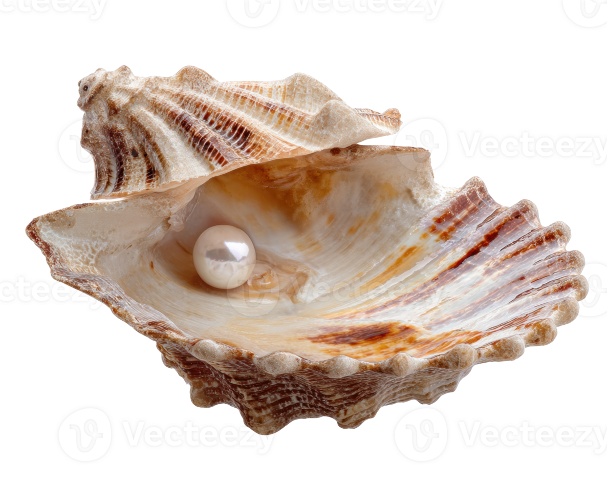 Natural beauty of a shell with a pearl inside for decoration png