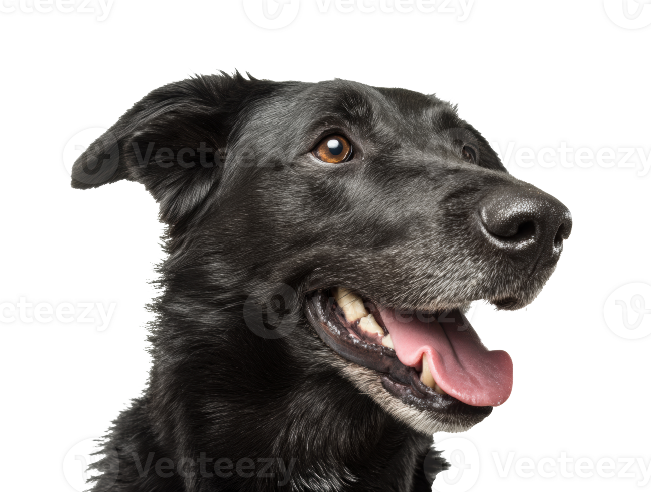 Black dog with joyful expression at playful moment in studio png