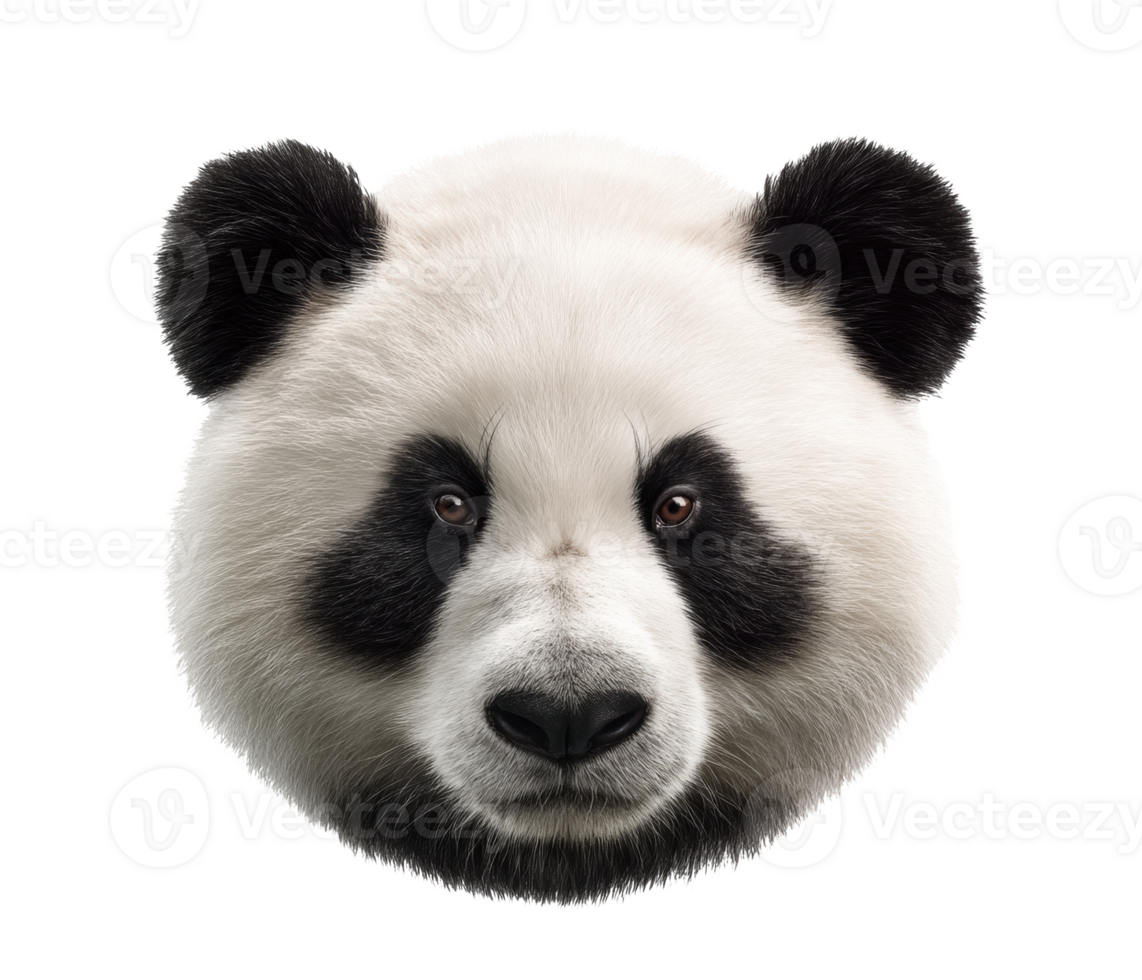Panda face illustration showing cute animal features for design needs png