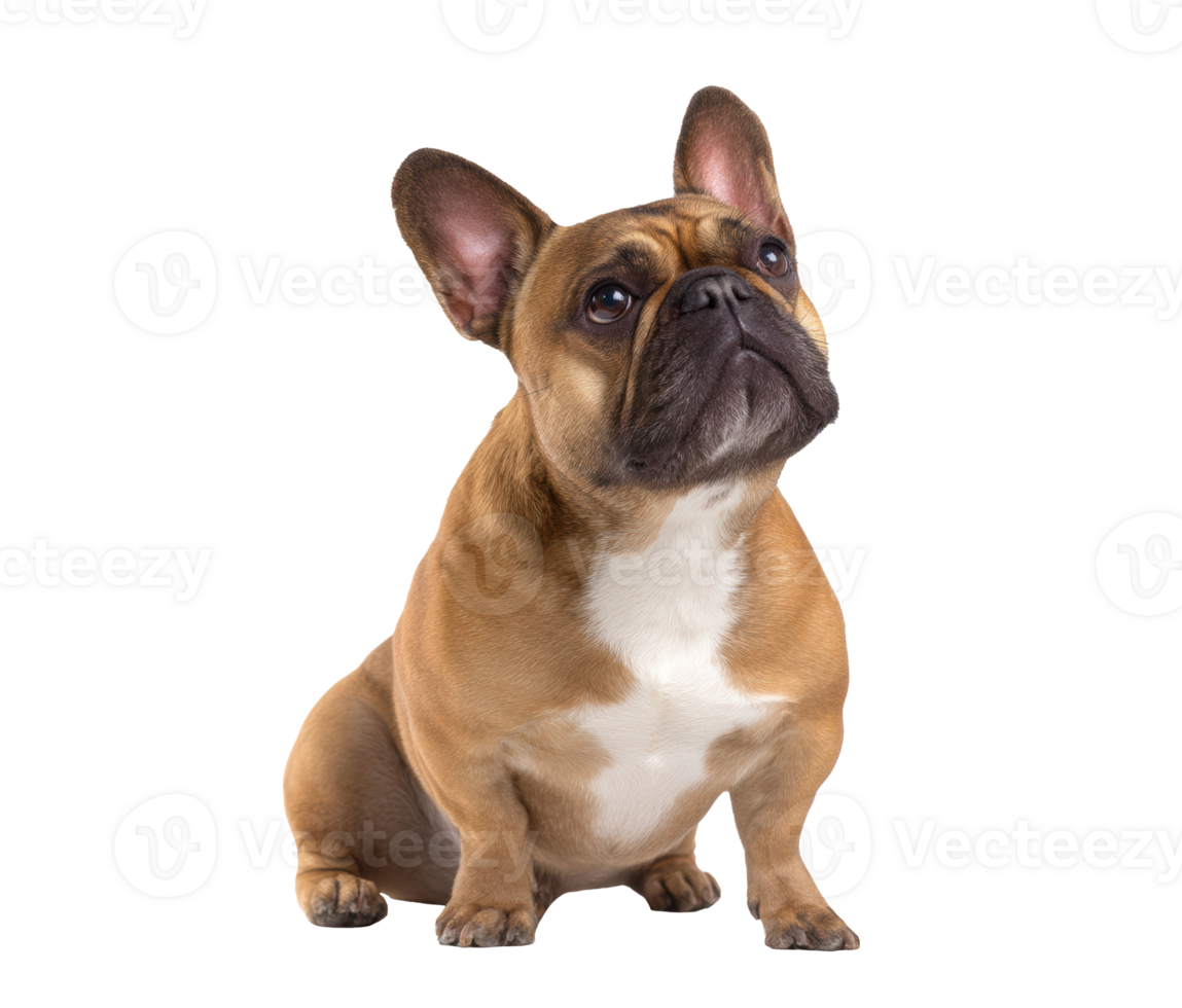 Cute French Bulldog looking up with an adorable expression png