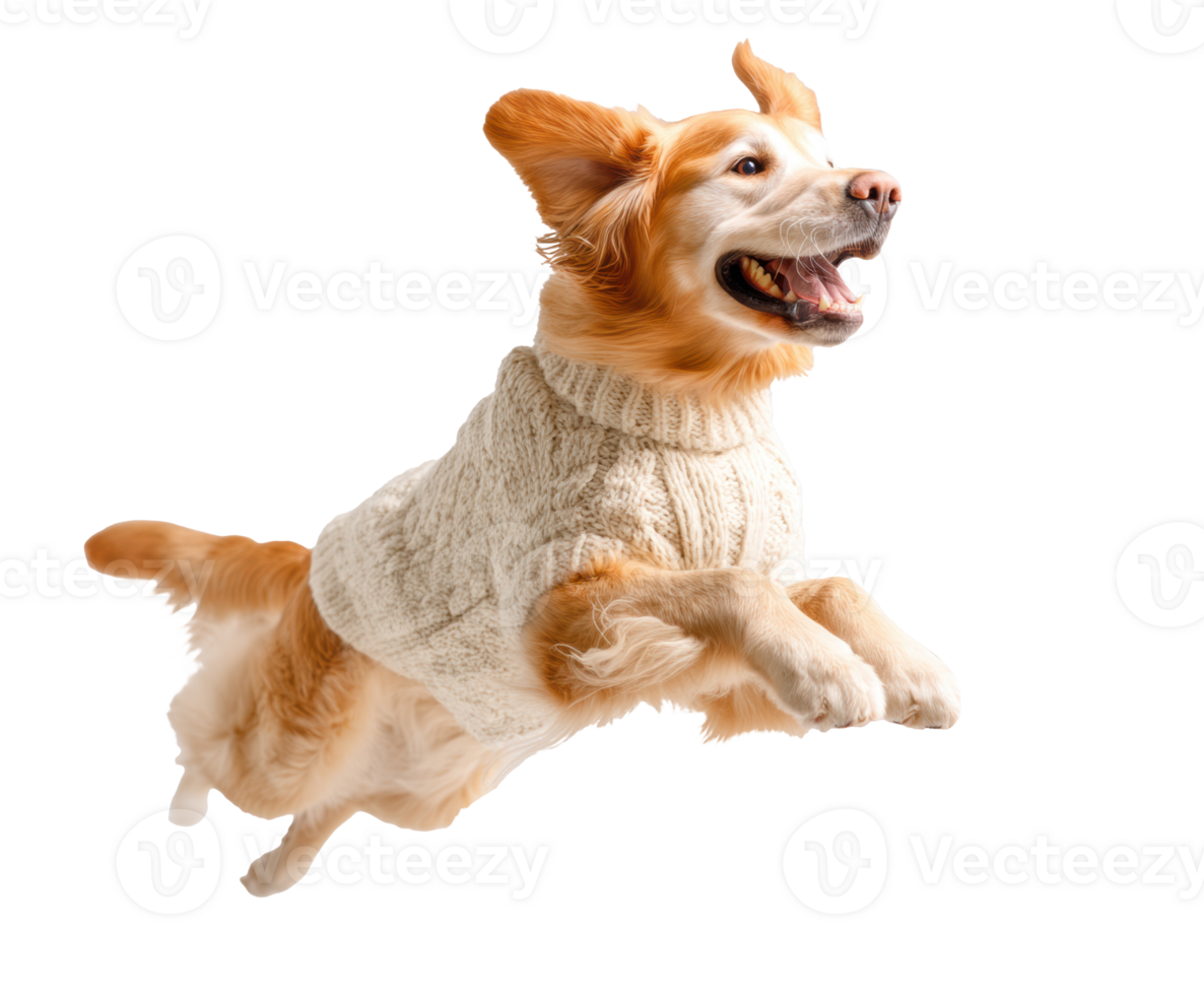 Happy dog jumping in warm sweater during playful moment png