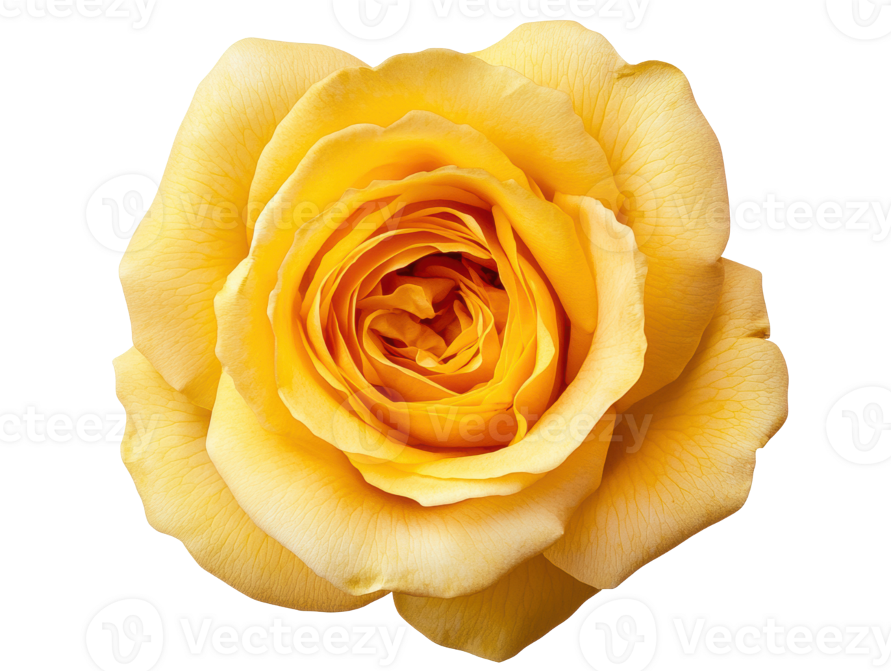 Beautiful yellow rose showcasing intricate petals in full bloom png