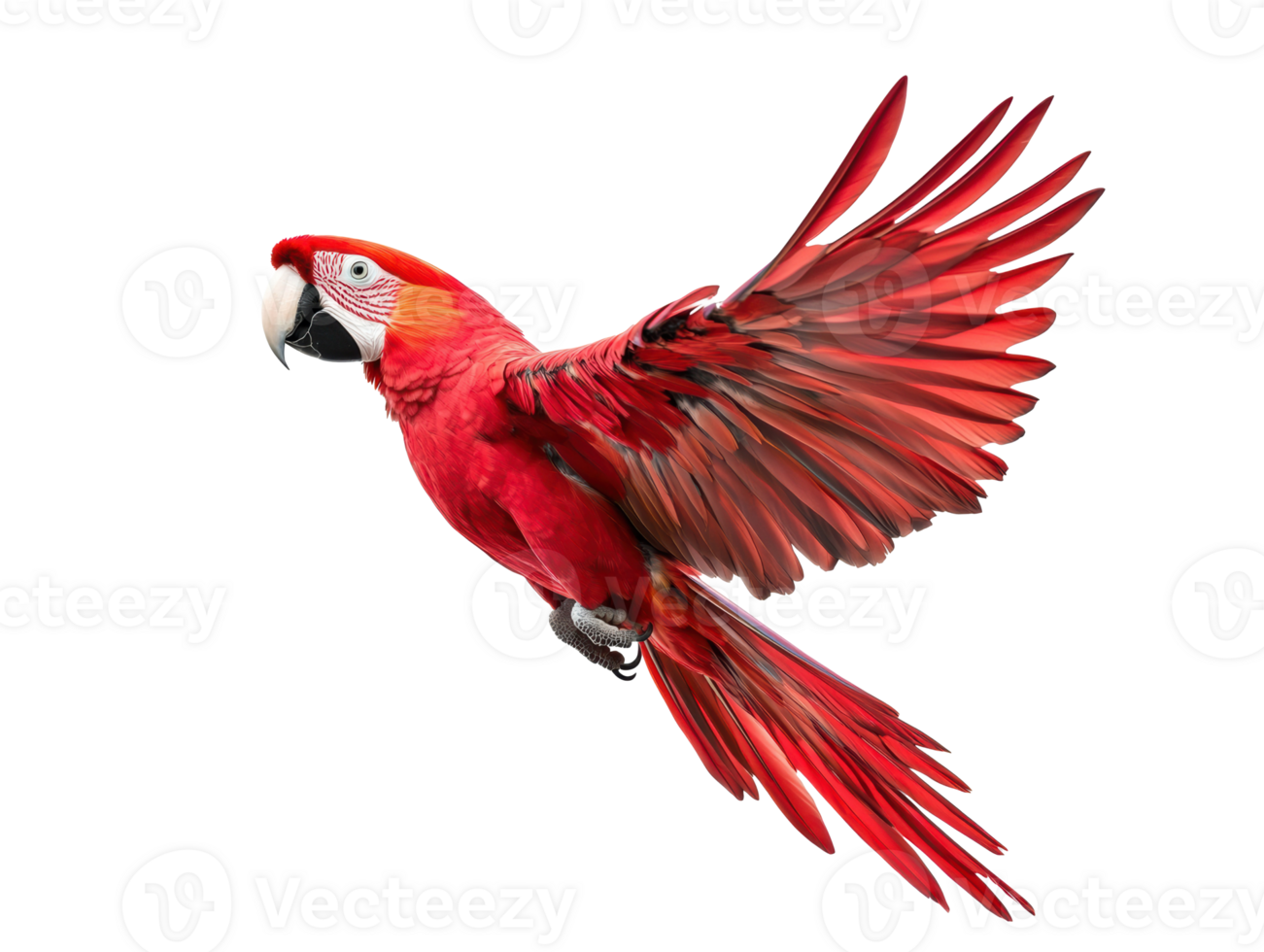 Scarlet macaw soaring in vibrant display of wings and feathers png